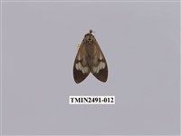 藏品(閃光玻燈蛾)的圖片